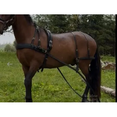 Vanker koos rakmetega