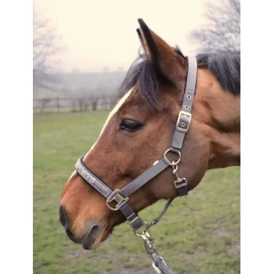 USG Sports Päitsed – Luksus ja Mugavus Sinu Hobusele