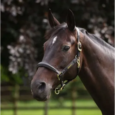 SHIRES Velociti Lusso Nahkpäitsed | Anatoomiline Mugavus