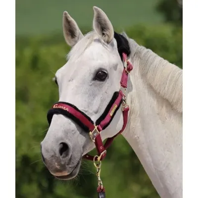 ARMA Logo päitsed & jalutusnöör | Stiilne ja mugav