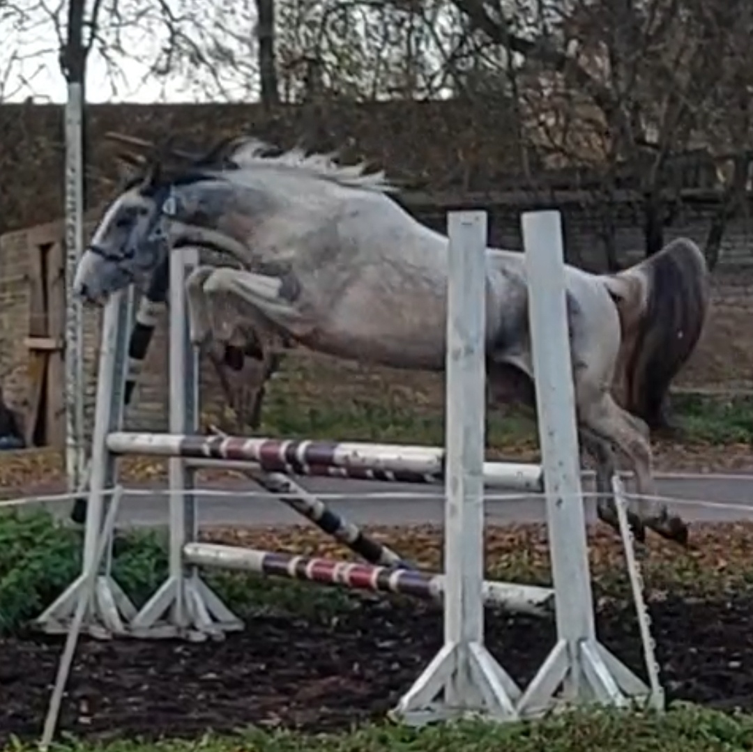 LIMITED EDITION SZOSZELL