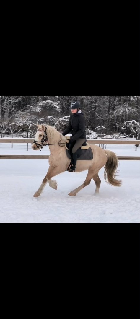 Scheerdonk Lady Chloe