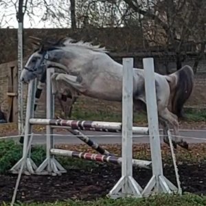 LIMITED EDITION SZOSZELL