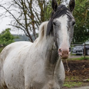 LIMITED EDITION SZOSZELL