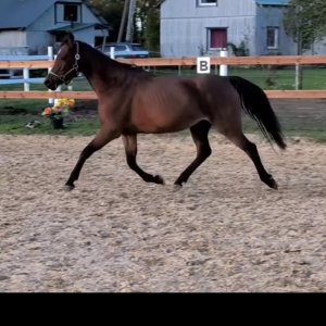 Kienbergs Toffee Dream