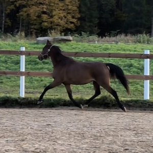 Kienbergs Toffee Dream