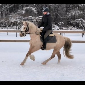 Scheerdonk Lady Chloe