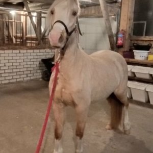 Scheerdonk Lady Chloe