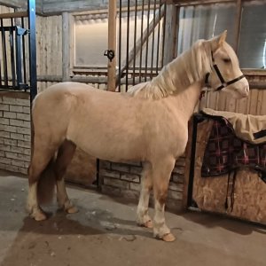 Scheerdonk Lady Chloe