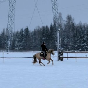 Scheerdonk Lady Chloe